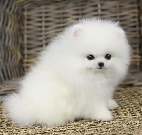 苏州狗场出售纯种博美犬领养宠物狗市场在哪卖