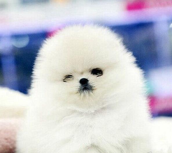 东莞宠物狗犬舍出售纯种博美犬茶杯犬袖珍犬领