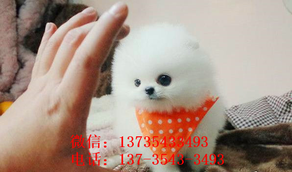 广州宠物狗狗出售博美犬幼犬袖珍犬茶杯狗领养