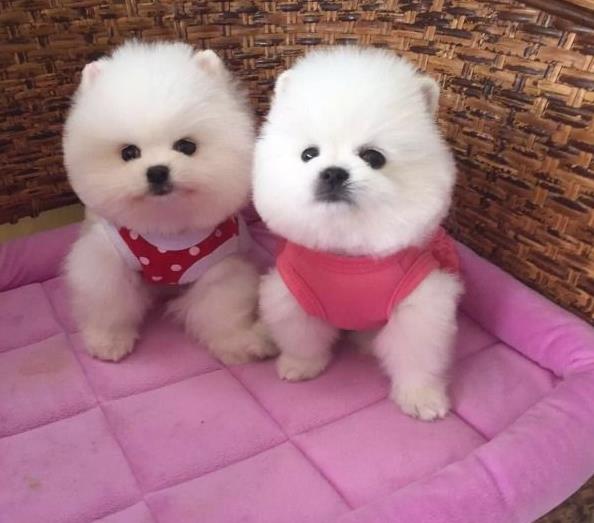 大连宠物狗狗出售纯种博美犬迷你袖珍犬领养茶