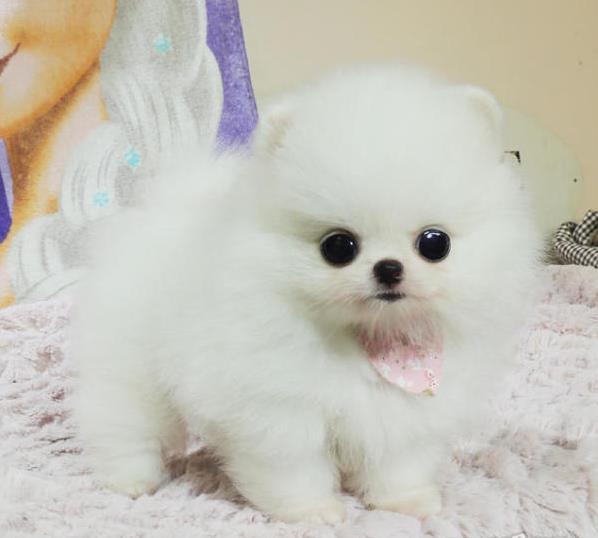 龙岩犬舍出售纯种博美犬茶杯犬俊介买狗卖狗