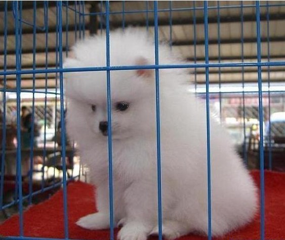 红河哪里有养狗场 红河哪里卖纯种博美犬