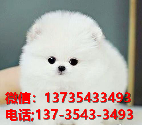 长沙宠物狗犬舍出售纯种博美犬 茶杯博美犬哪