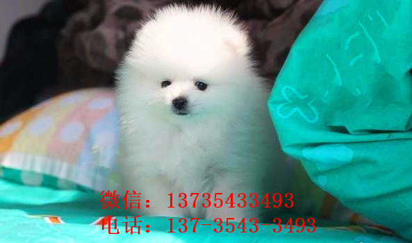 红河犬舍出售纯种博美犬宠物狗市场在哪卖狗买狗