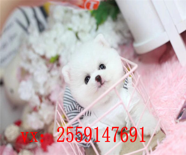 西安博美犬舍 西安纯种博美价格 西安黄色博美多少钱 西安哪里卖健康的博美