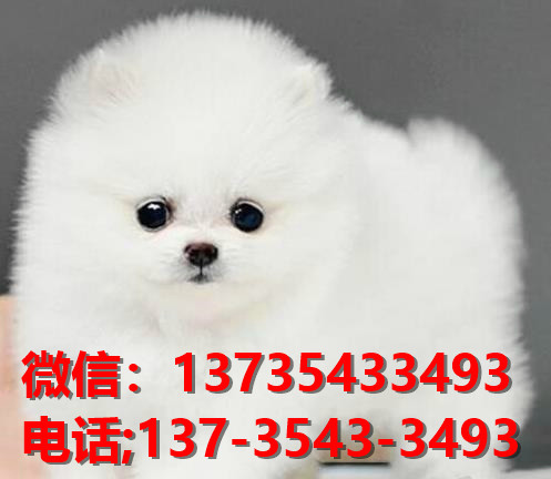 重庆宠物狗哪里有领养 网上纯种博美犬多少一只 卖狗买狗