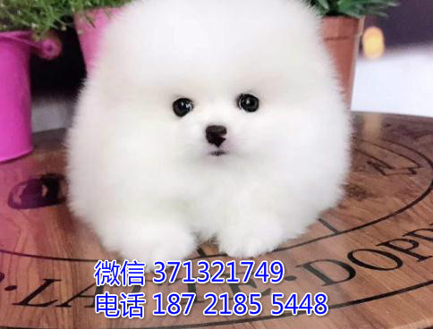 中山 特价 博美犬出售纯种幼犬 大型哈士奇雪