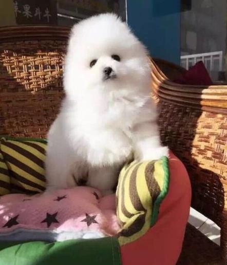 西安宠物狗狗出售纯种博美犬迷你袖珍犬领养茶