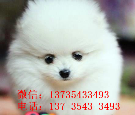 重庆犬舍出售纯种博美犬宠物狗市场在哪卖狗买狗