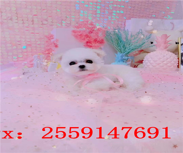 西安博美犬舍 西安纯种博美价格 西安黄色博美