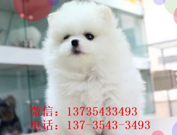 厦门宠物狗狗出售纯种博美犬迷你袖珍犬领养茶杯狗