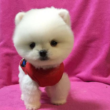 上海犬舍出售纯种博美犬茶杯犬俊介买狗卖狗