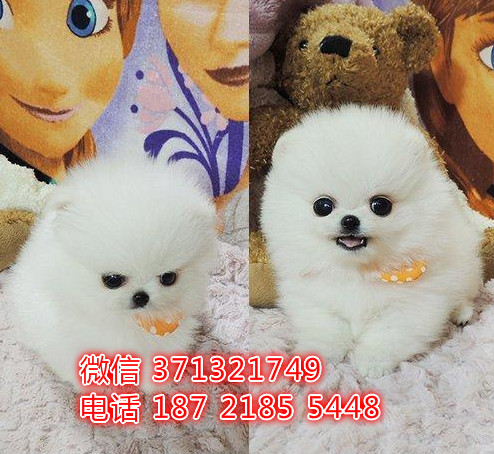 广州犬舍出售博美犬幼犬 广州犬舍在哪里有宠