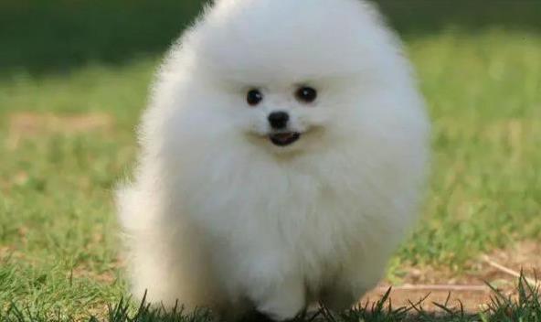 东莞宠物狗犬舍出售纯种博美犬茶杯犬袖珍犬领养狗卖狗