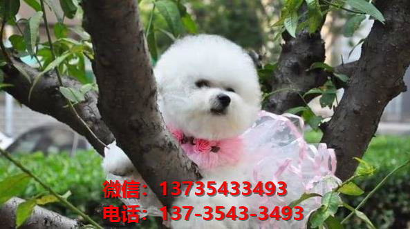 衡阳犬舍 纯种比熊犬买卖 狗市场在哪 网上哪里有宠物狗领养