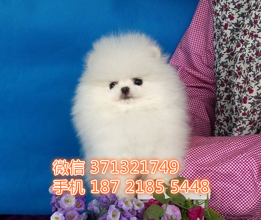 博美出售纯种，一窝小型犬博美狗狗，疫苗做好博美