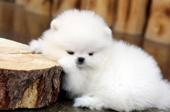 长沙宠物狗犬舍出售纯种博美犬袖珍犬俊介网上