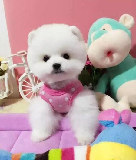 阳江犬舍出售纯种博美犬宠物狗市场在哪卖狗买