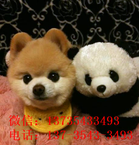 盐城宠物狗狗出售博美犬幼犬袖珍犬茶杯狗领养