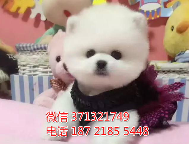 俊介出售，白色俊介犬狗狗，深圳犬舍出售博美犬