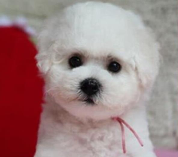 衡阳犬舍 纯种比熊犬买卖 狗市场在哪 网上哪