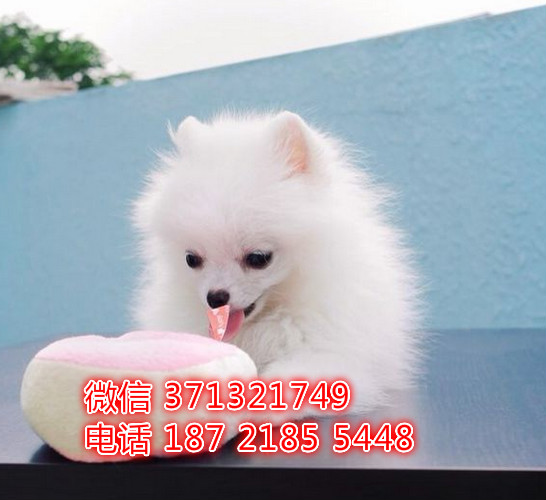 博美犬出售茶杯狗狗，长不大博美智商高 厦门犬舍