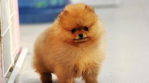 重庆宠物狗狗出售博美犬幼犬袖珍犬茶杯狗领养