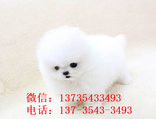 温州宠物狗狗出售博美犬幼犬袖珍犬茶杯狗领养