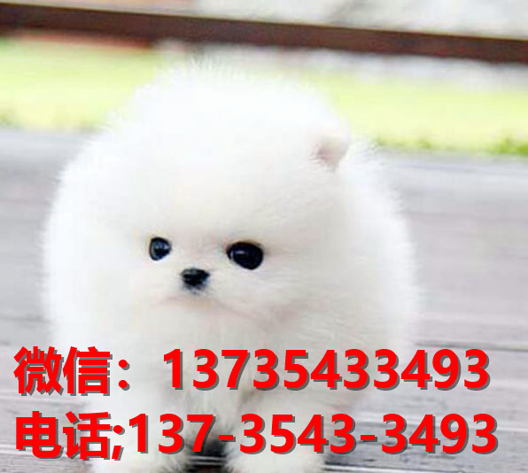 聊城犬舍出售纯种博美犬 长不大宠物狗哪里有卖狗市场在哪