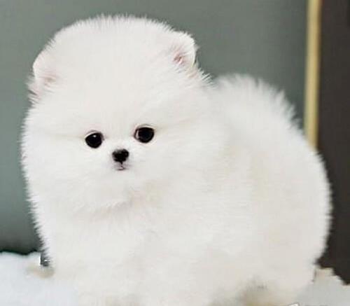 重庆宠物狗哪里有领养 网上纯种博美犬多少一