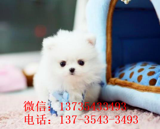 上海犬舍出售纯种博美犬茶杯犬俊介买狗卖狗