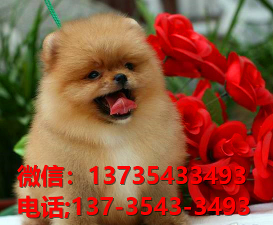 长沙宠物狗哪里有领养 网上纯种博美犬多少一只 卖狗买狗