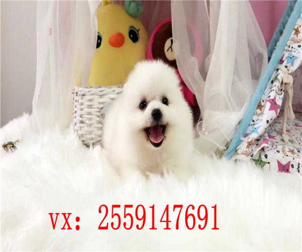 西安博美犬舍 西安纯种博美价格 西安黄色博美多少钱 西安哪里卖健康的博美