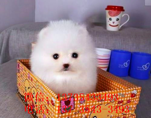 厦门宠物狗狗出售纯种博美犬迷你袖珍犬领养茶杯狗