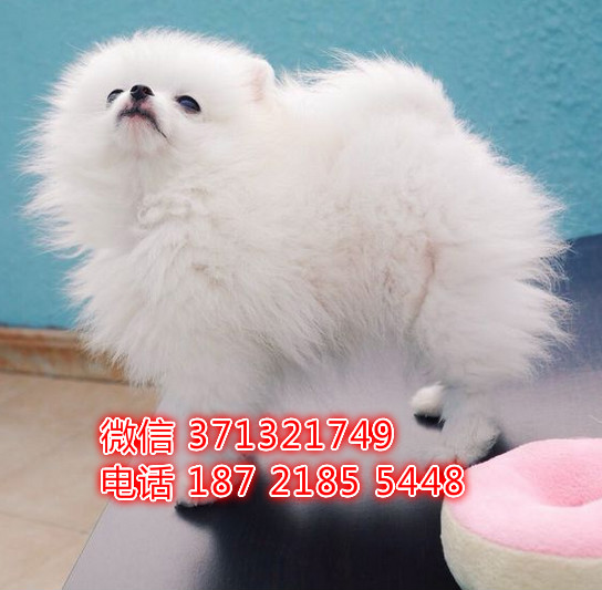 博美犬出售茶杯狗狗，长不大博美智商高 厦门犬舍