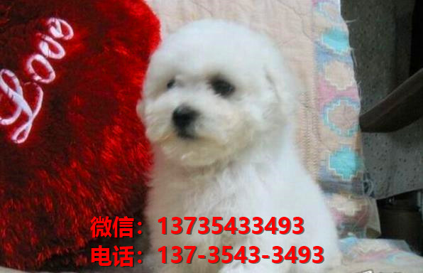 衡阳犬舍 纯种比熊犬买卖 狗市场在哪 网上哪里有宠物狗领养