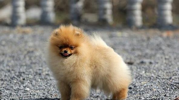 延安犬舍出售纯种博美犬宠物狗市场在哪卖狗买