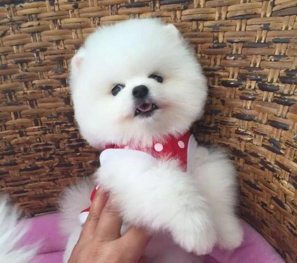 大连狗场出售纯种博美犬领养宠物狗市场在哪卖