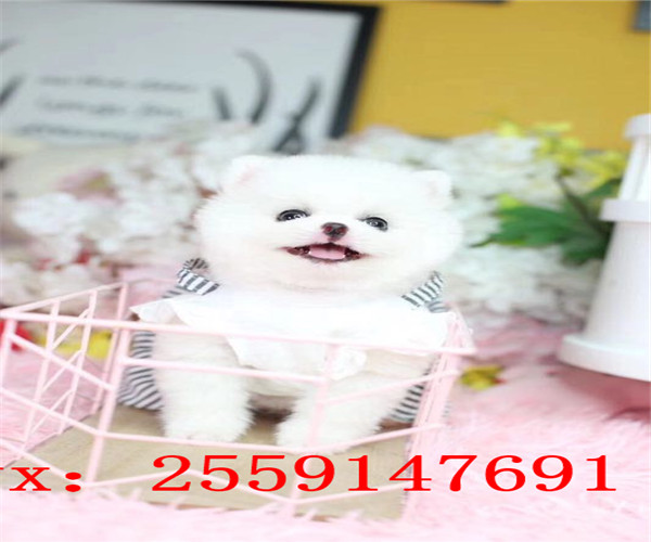 东莞哪里卖博美犬 东莞球体博美多少钱 东莞哪