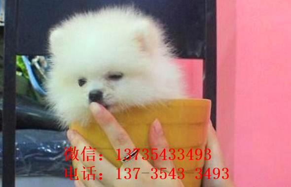 哈尔滨狗场出售纯种博美犬领养宠物狗市场在哪卖狗哪有买狗