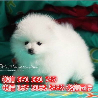 西安特价博美出售纯种幼犬 西安犬舍宠物狗狗