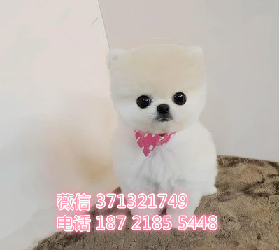 西安狗狗出售，西安茶杯犬博美狗狗 长不大狗狗