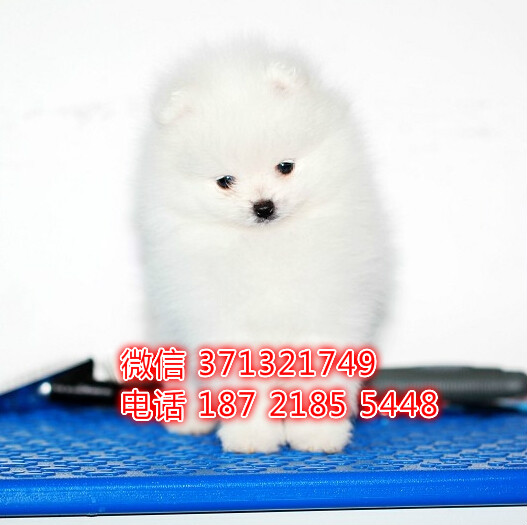 宁波特价博美犬出售 袖珍犬 宁波宠物狗狗