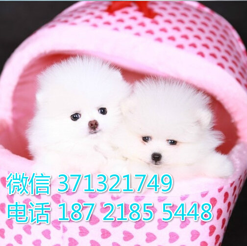 茶杯博美出售，茶杯 长不大的小型犬宠物狗狗活