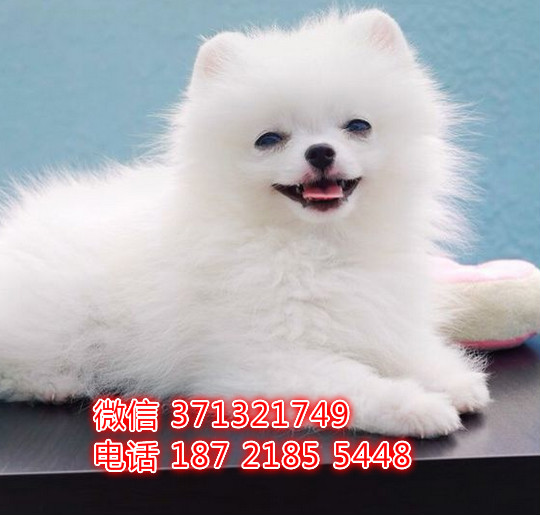 博美犬出售茶杯狗狗，长不大博美智商高 厦门犬