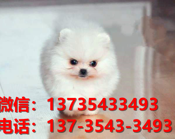 哈多利球型博美犬深圳宠物狗犬舍宠物狗市场在