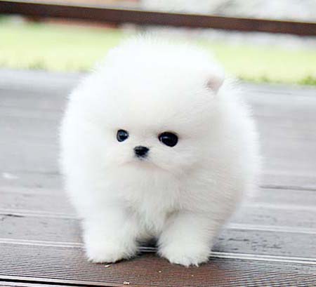 东莞好一些的狗场 东莞哪里有卖博美犬 博美犬