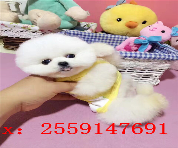 无锡哪里卖纯种博美犬 无锡黄色博美价格 无锡