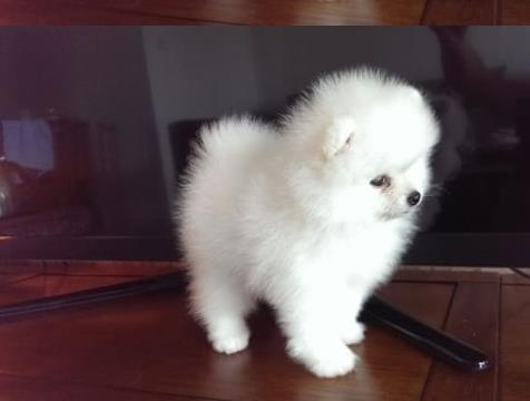 青岛宠物狗狗犬舍出售纯种博美犬迷你袖珍犬小