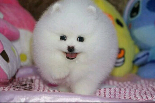 深圳哪里有卖博美深圳哪里的博美便宜,纯种健